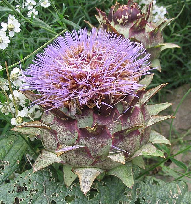Cynara scolymus L.